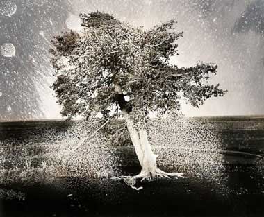 Denny Moers: Tree Emanations